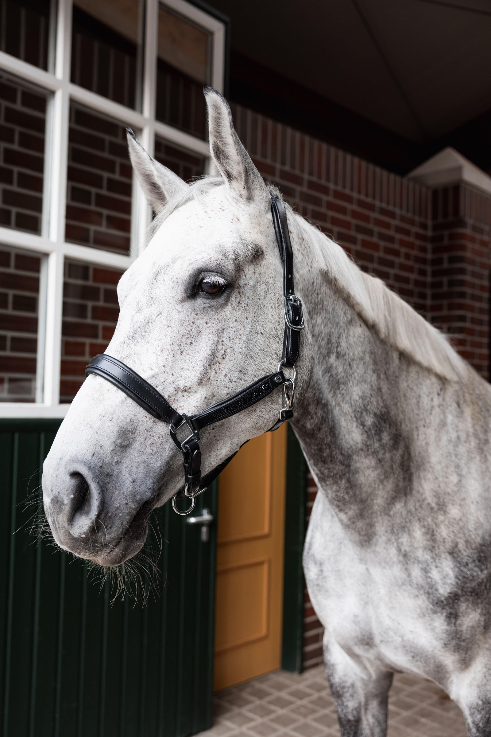 Horze Delémont Lederhalfter