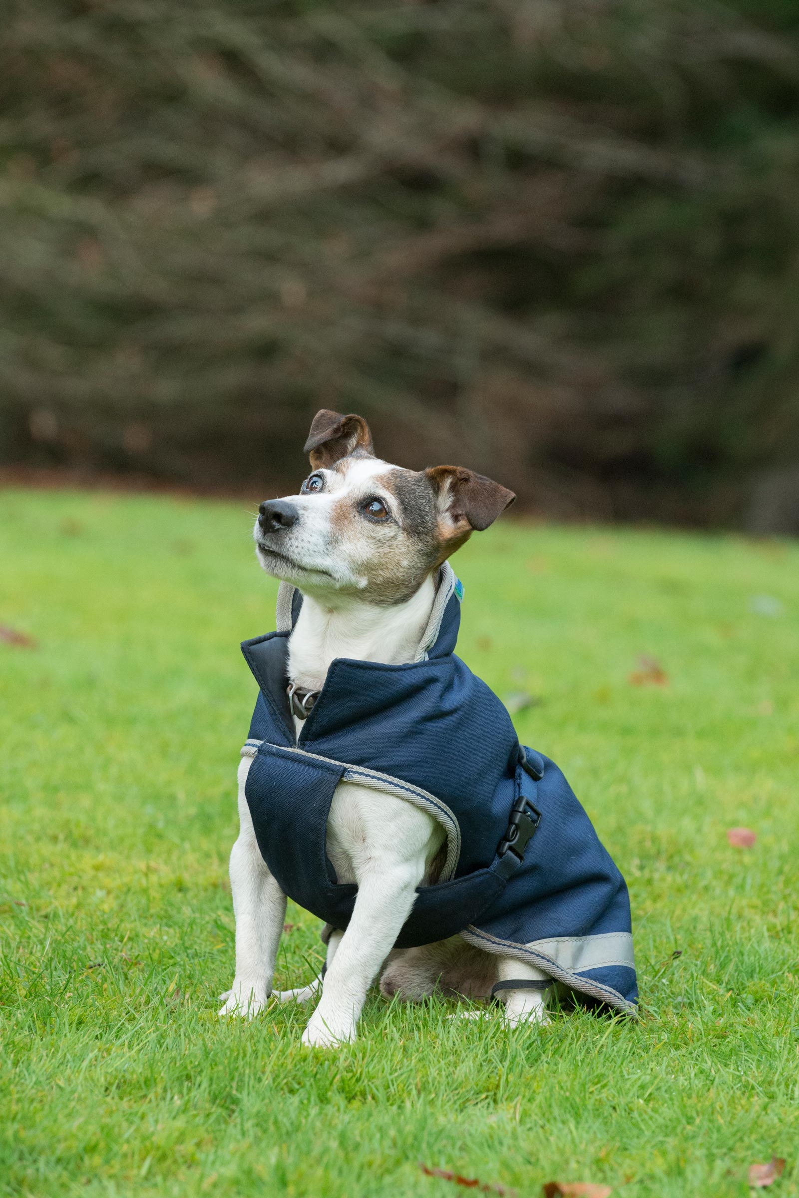 Bucas Freedom Hundedecke, 50g (30-45 cm)