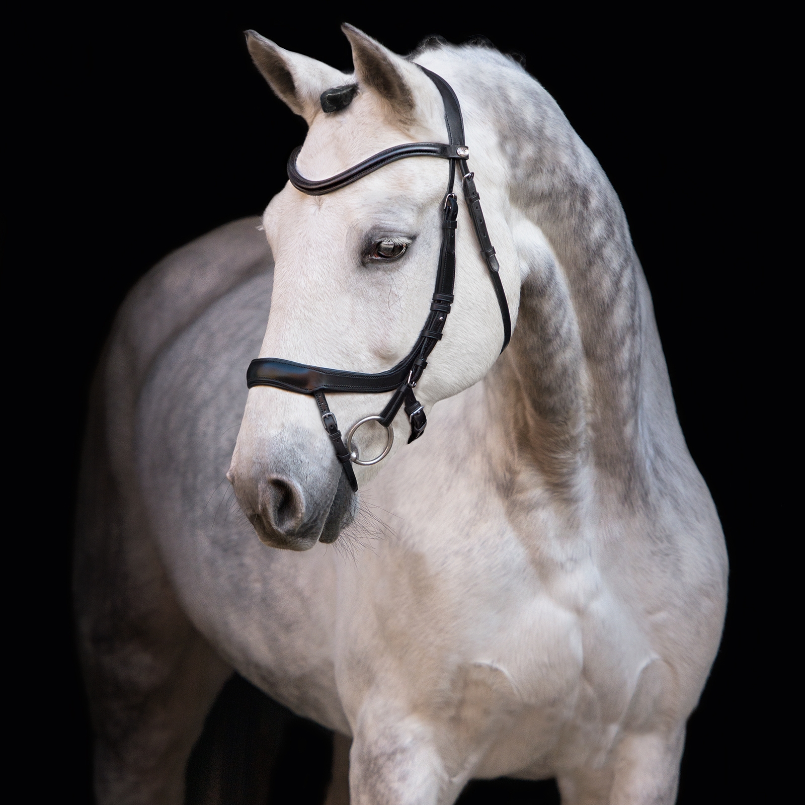 Schockem&ouml;hle Sports Equitus Alpha Trense