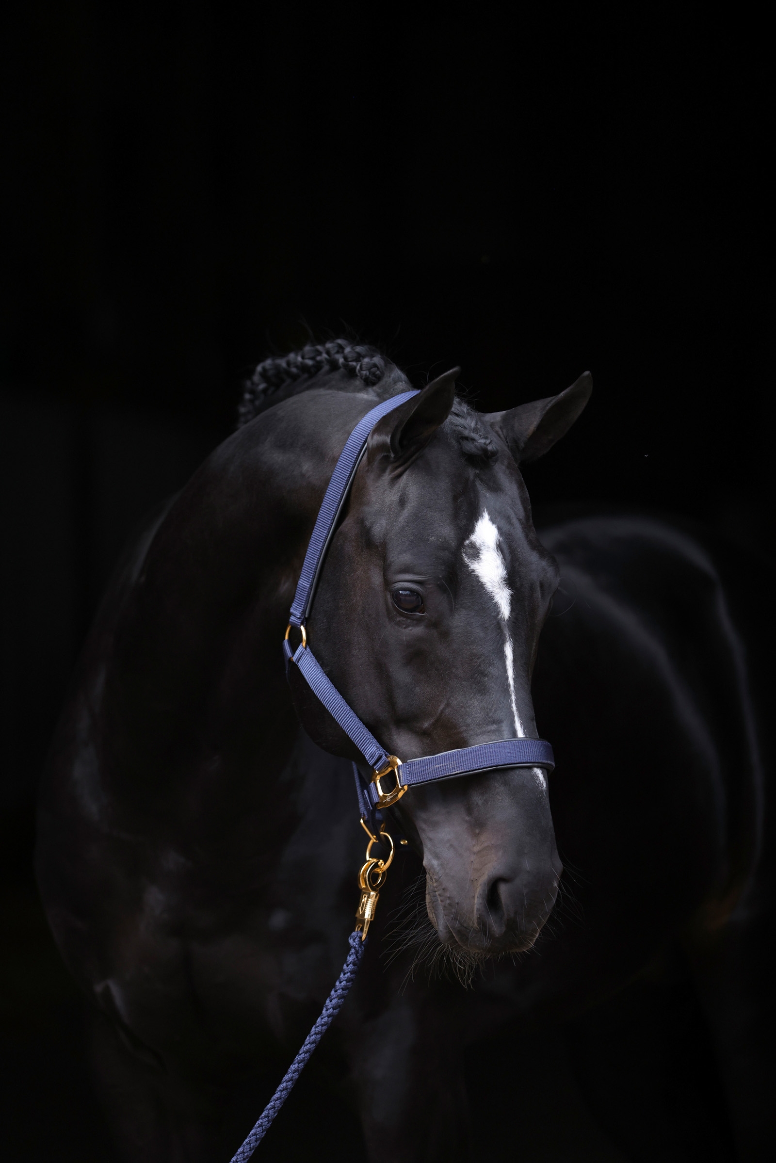 DB/AB Covalliero TopLine Halfter