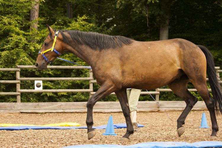 Longierprogramm Equikinetic