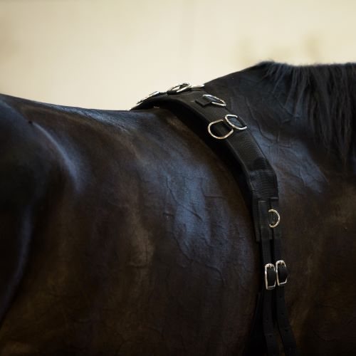Longiergurt mit Ringen zum Einschnallen von Hilfszügeln