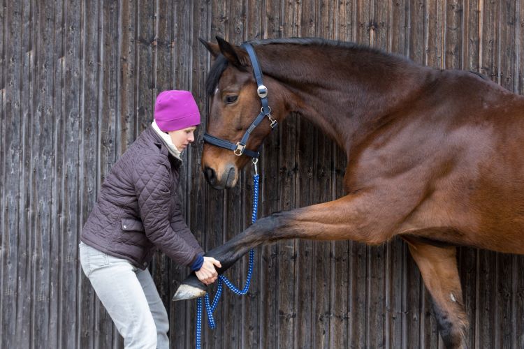 Pferd dehnen stretching