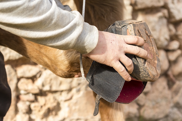 Wie ziehe ich einen Hufschuh an