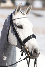 Das englische Reithalfter Das englische Reithalfter