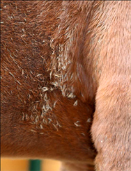 Fell des Pferdes pflegen Fell des Pferdes pflegen